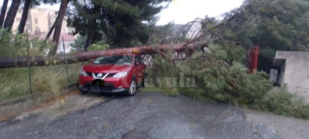 Continua il forte vento sulla Calabria con danni e alberi sradicati