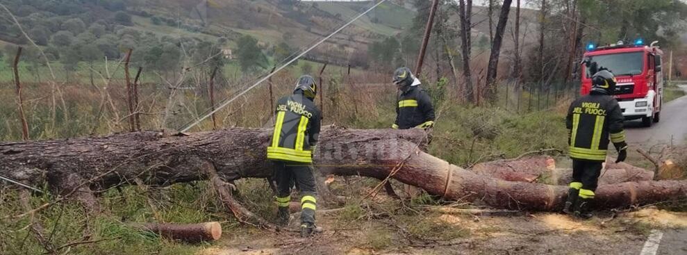 Maltempo Calabria, numerosi alberi abbattuti dal vento. Crollati anche pali del telefono e cornicioni