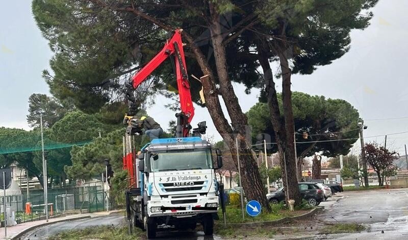 Polemiche sull’abbattimento degli alberi a Gioiosa, Costruire Insieme: “Rischio per l’ecosistema locale”