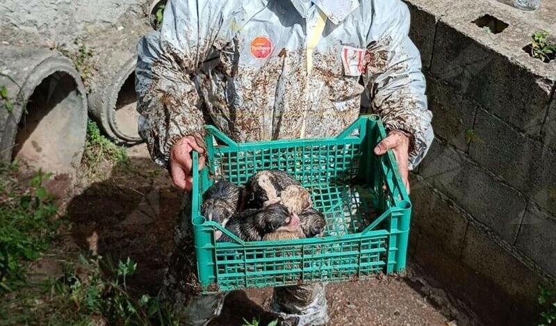 I Vigili del Fuoco salvano sei cuccioli di cane intrappolati in un tubo di scarico