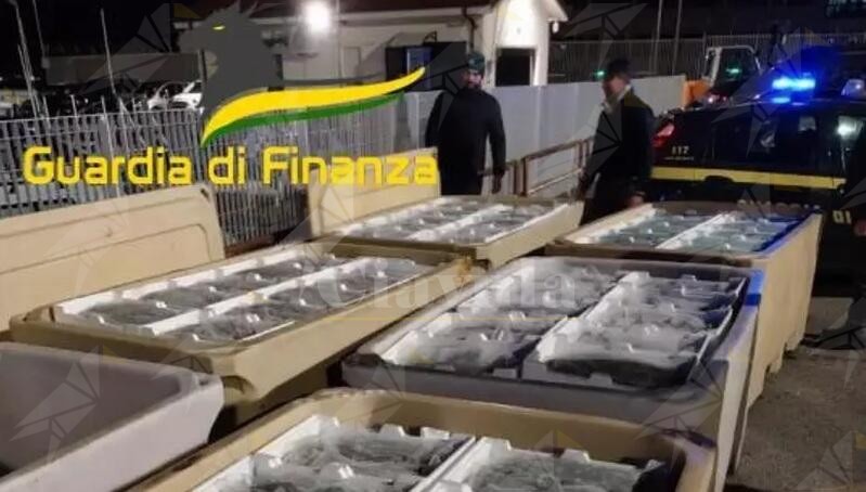 Maxi sequestro di novellame non commestibile in Calabria. Multe per 75 mila euro