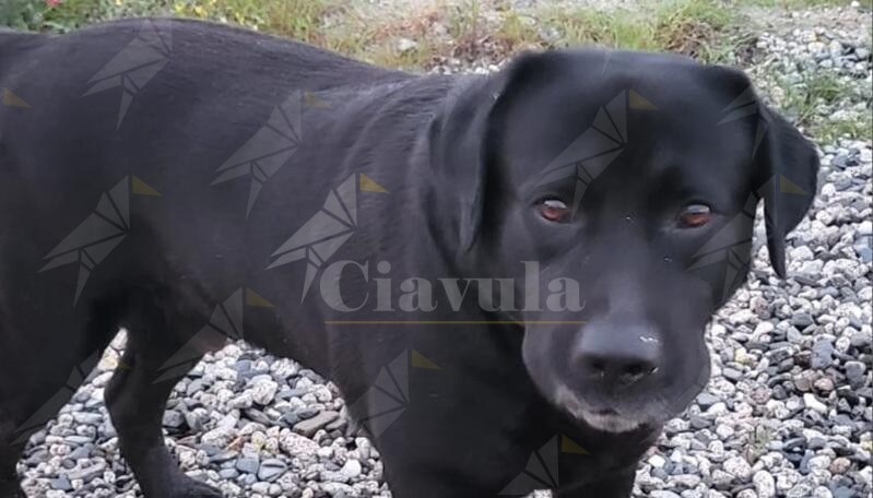 Smarrito un cane a Caulonia
